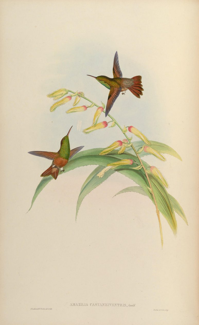 Amazilia castaneiventris autorstwa John Gould
