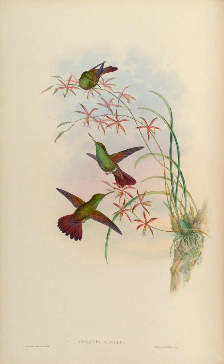 Amazilia devillei = Amazilia beryllina devillei autorstwa John Gould