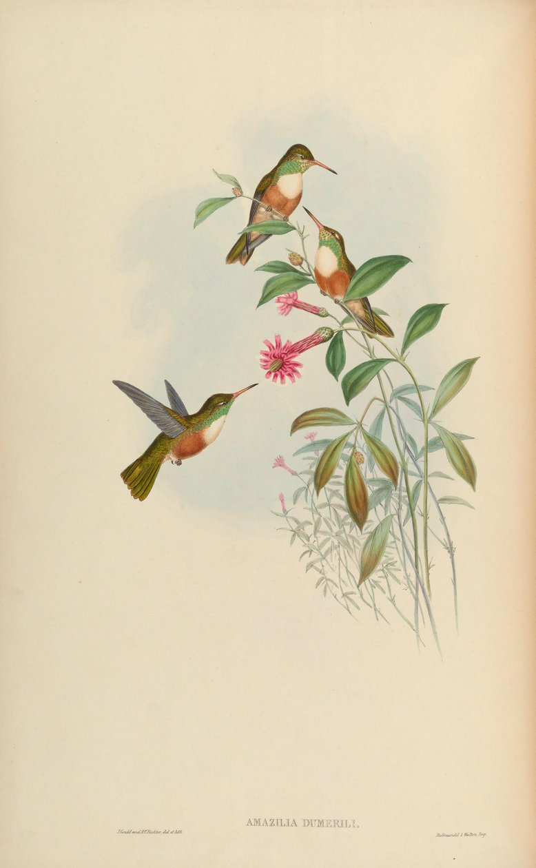 Amazilia dumerili = Amazilia amazilia dumerilii autorstwa John Gould