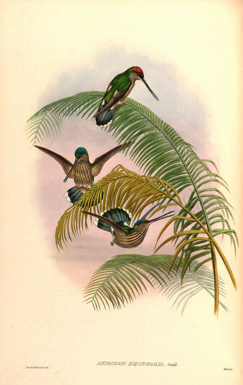 Kolor Androdona autorstwa John Gould