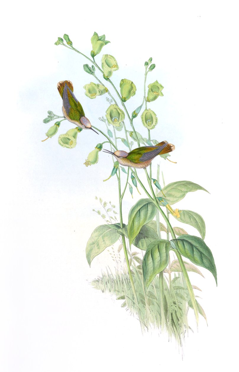 Anthocephala floriceps = Syn autorstwa John Gould