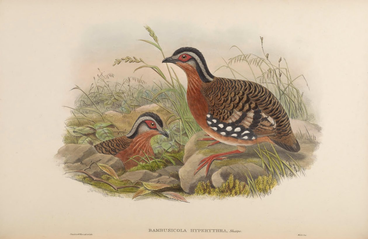 Bambusicola hyperythra = Arborophila hyperythra autorstwa John Gould