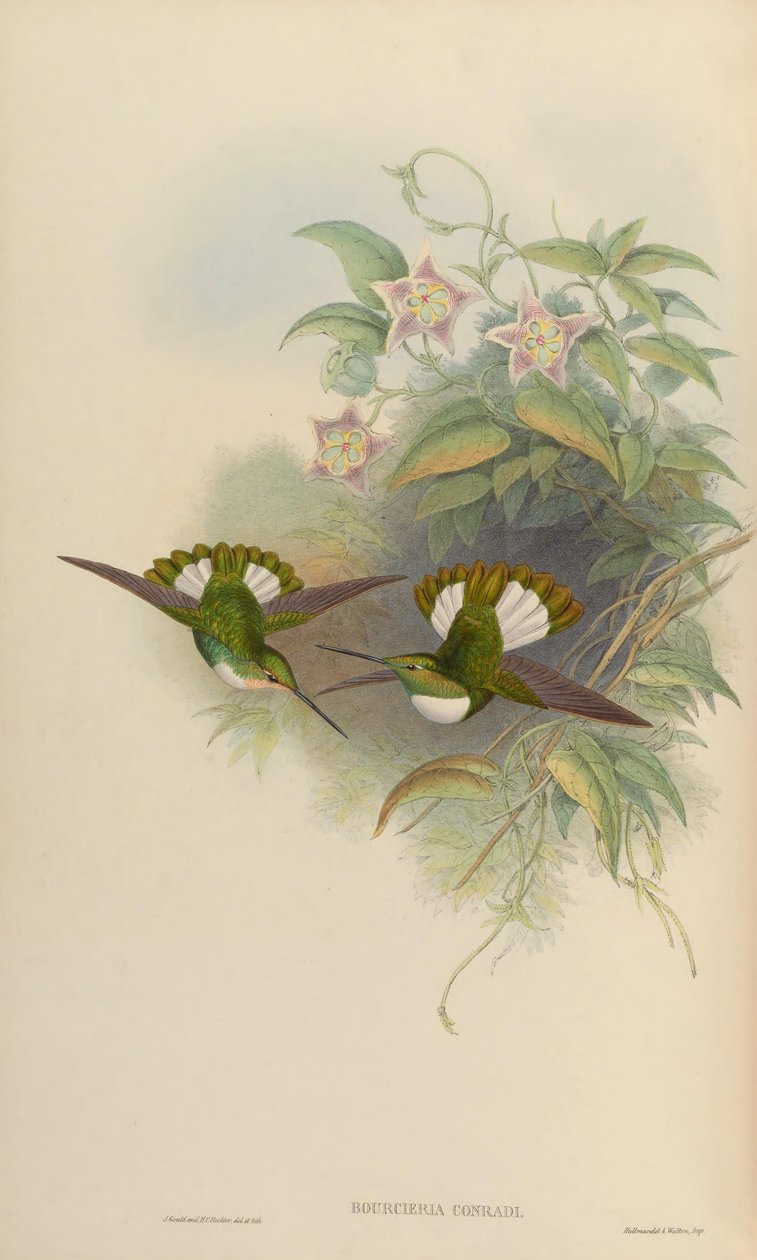 Bourciera conradi = Coeligena torquata conradii autorstwa John Gould