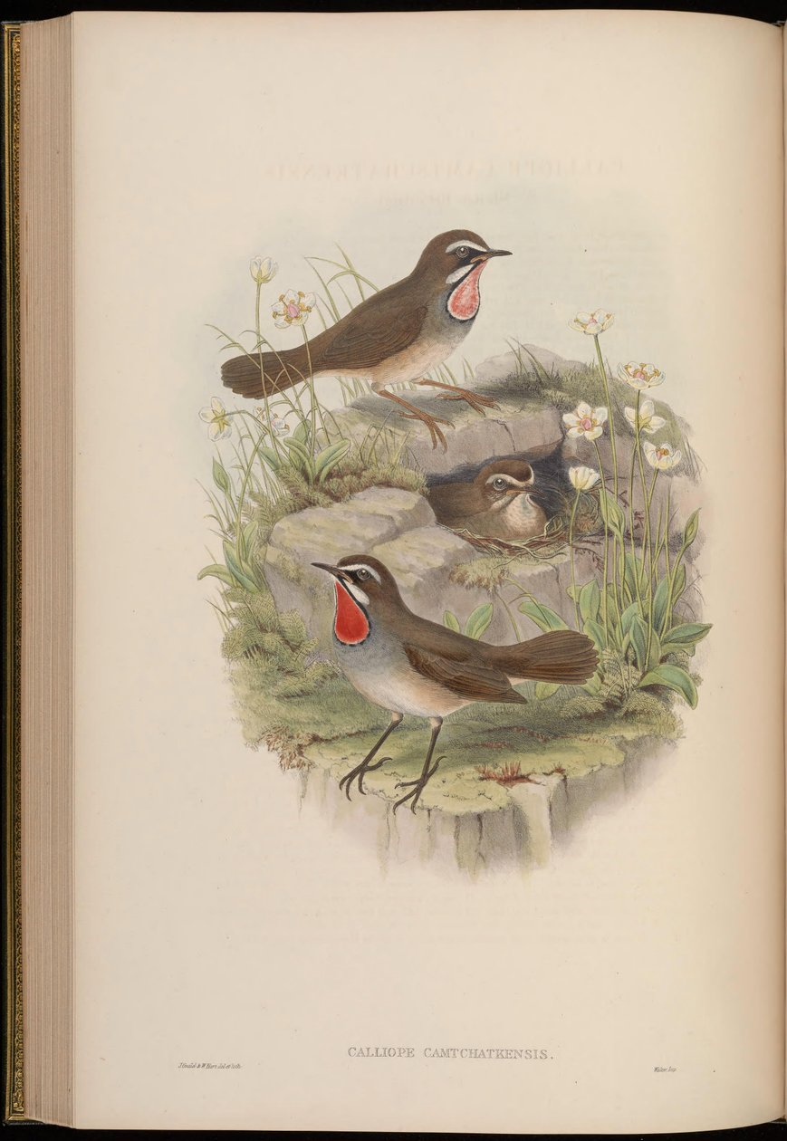 Calliope camtschatkensis = Luscinia calliope camtschatkensis [] autorstwa John Gould