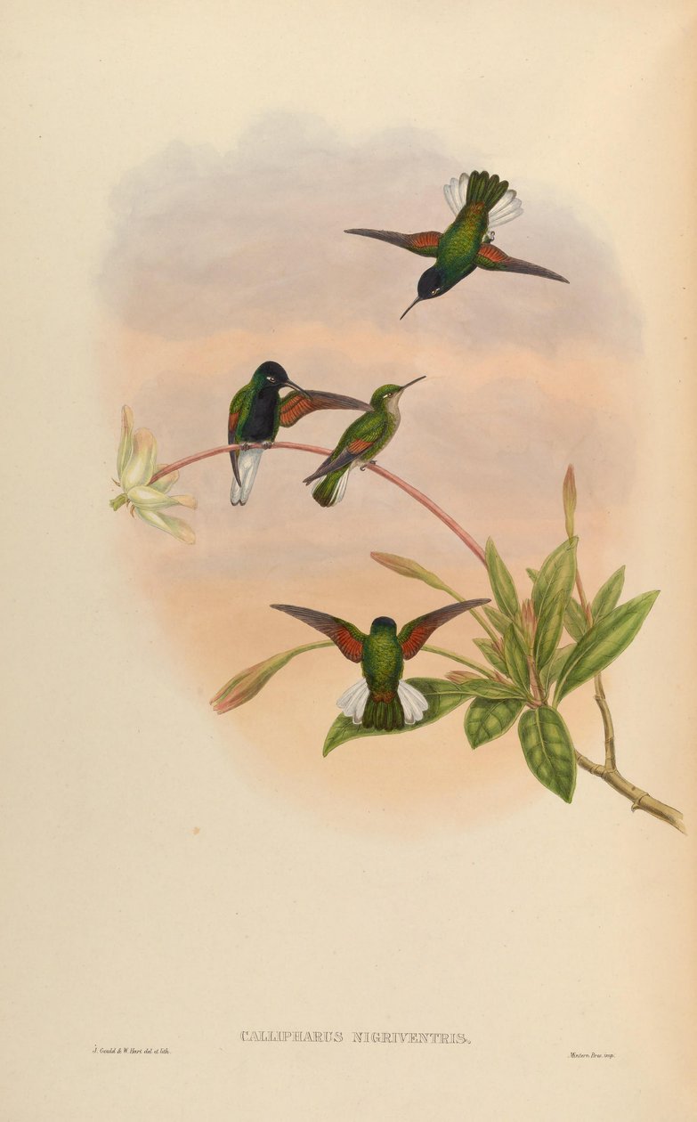 Callipharus nigriventris = Eupherusa nigriventris autorstwa John Gould