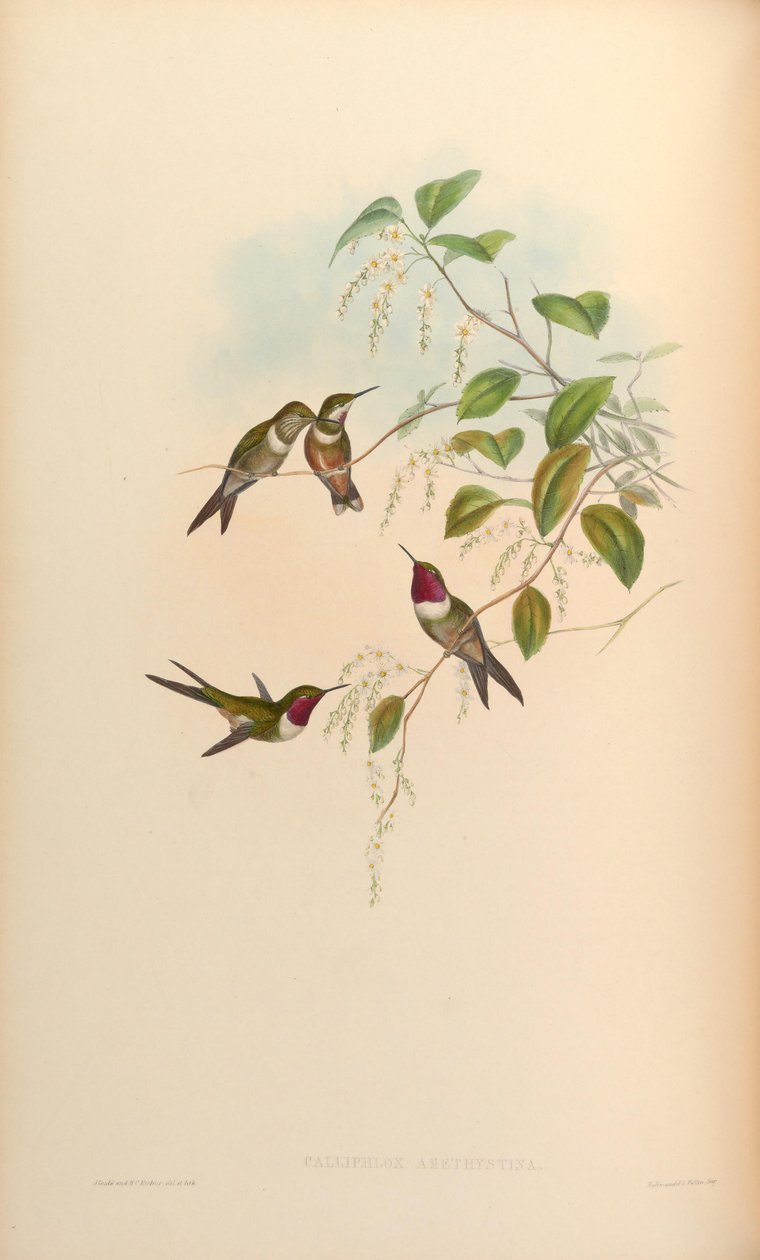 Calliflox ametystyna autorstwa John Gould