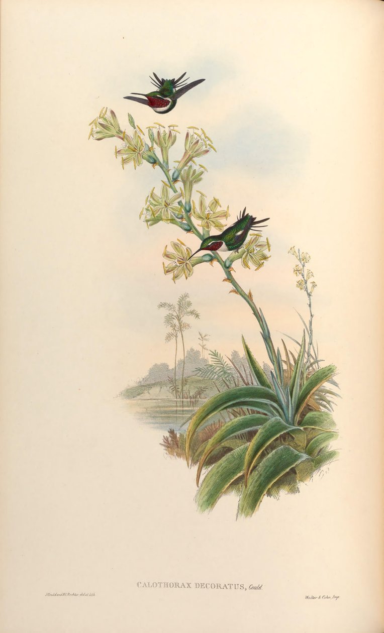 Calothorax zdobiony = Chaetocercus mulsant x Ch. heliodor autorstwa John Gould