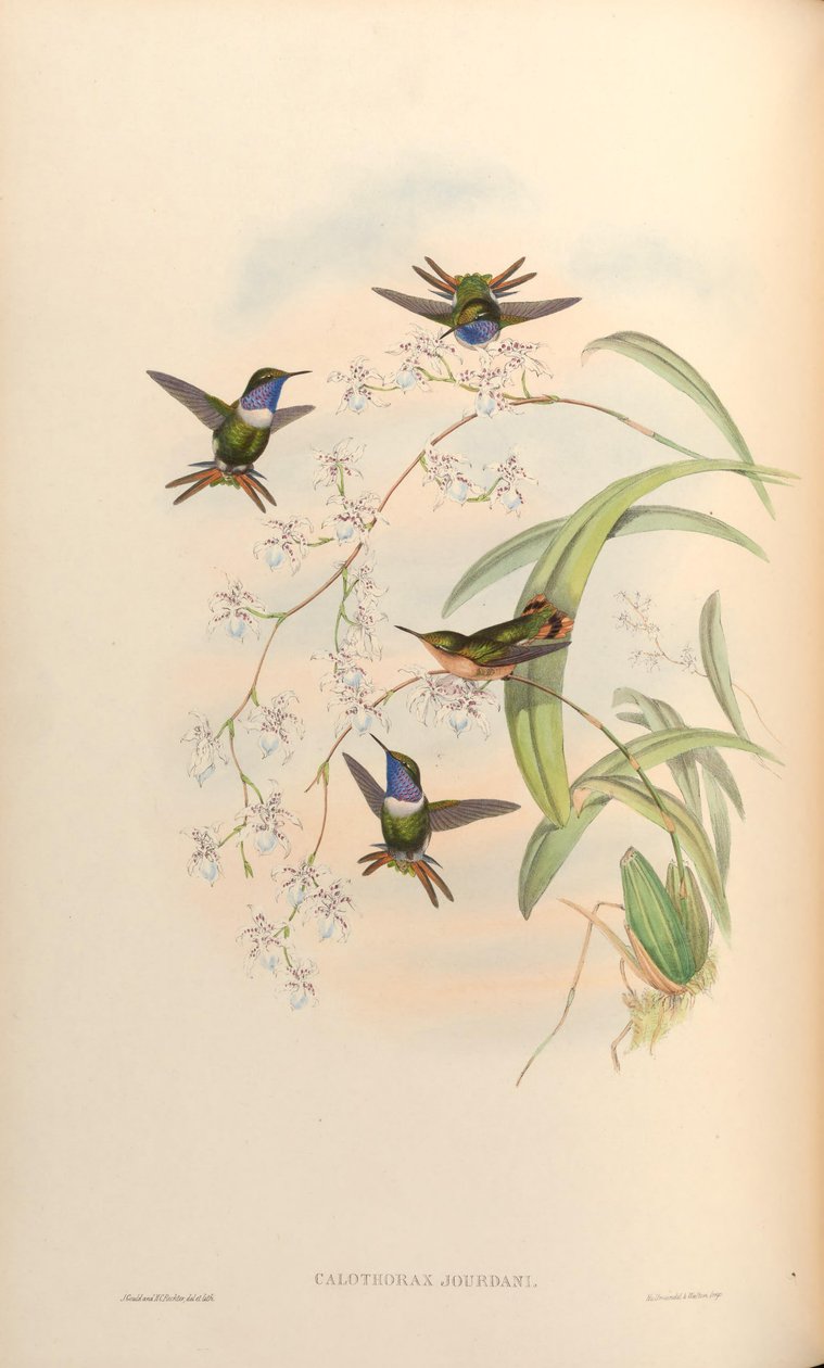 Calothorax jourdani = Chaetocercus jourdanii autorstwa John Gould