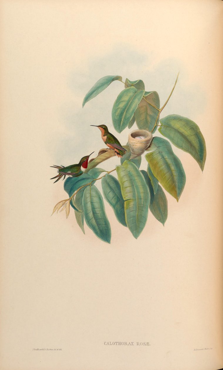 Calothorax róża = róża Chaetocercus jourdanii autorstwa John Gould