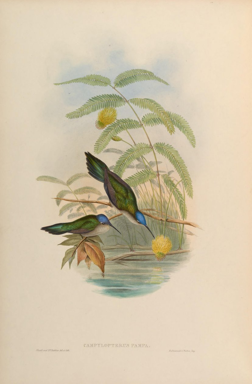 Campylopterus pampa autorstwa John Gould