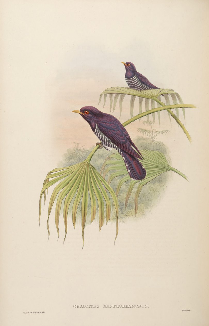 Chalkites xanthoryx = Chrysococcus xantryx autorstwa John Gould