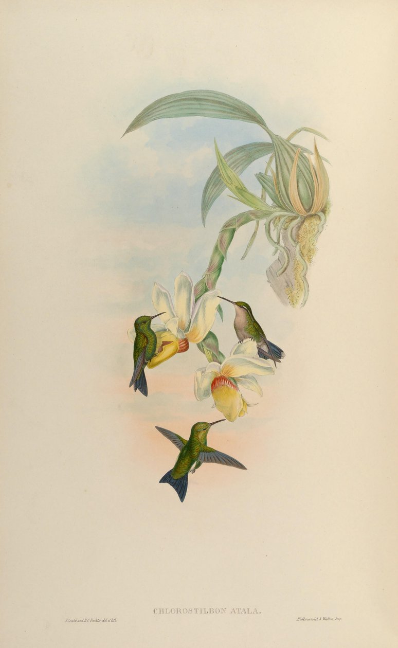 Chlorostilbon atala = Chlorostilbon mellisugus mellisugus autorstwa John Gould