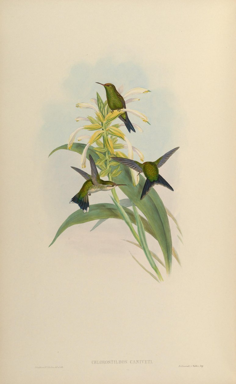 chlorostilbon canivetii autorstwa John Gould