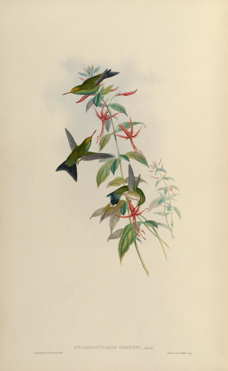 Chlorostilbon osberti = Chlorostilbon canivettii osberti autorstwa John Gould