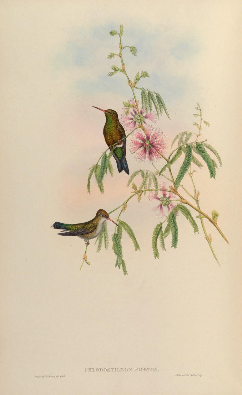 Chlorostilbon phaethon = Chlorostilbon aureoventris = Chlorostilbon lucidus autorstwa John Gould