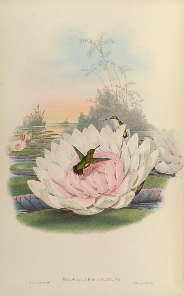 Chlorostibon ubogi autorstwa John Gould