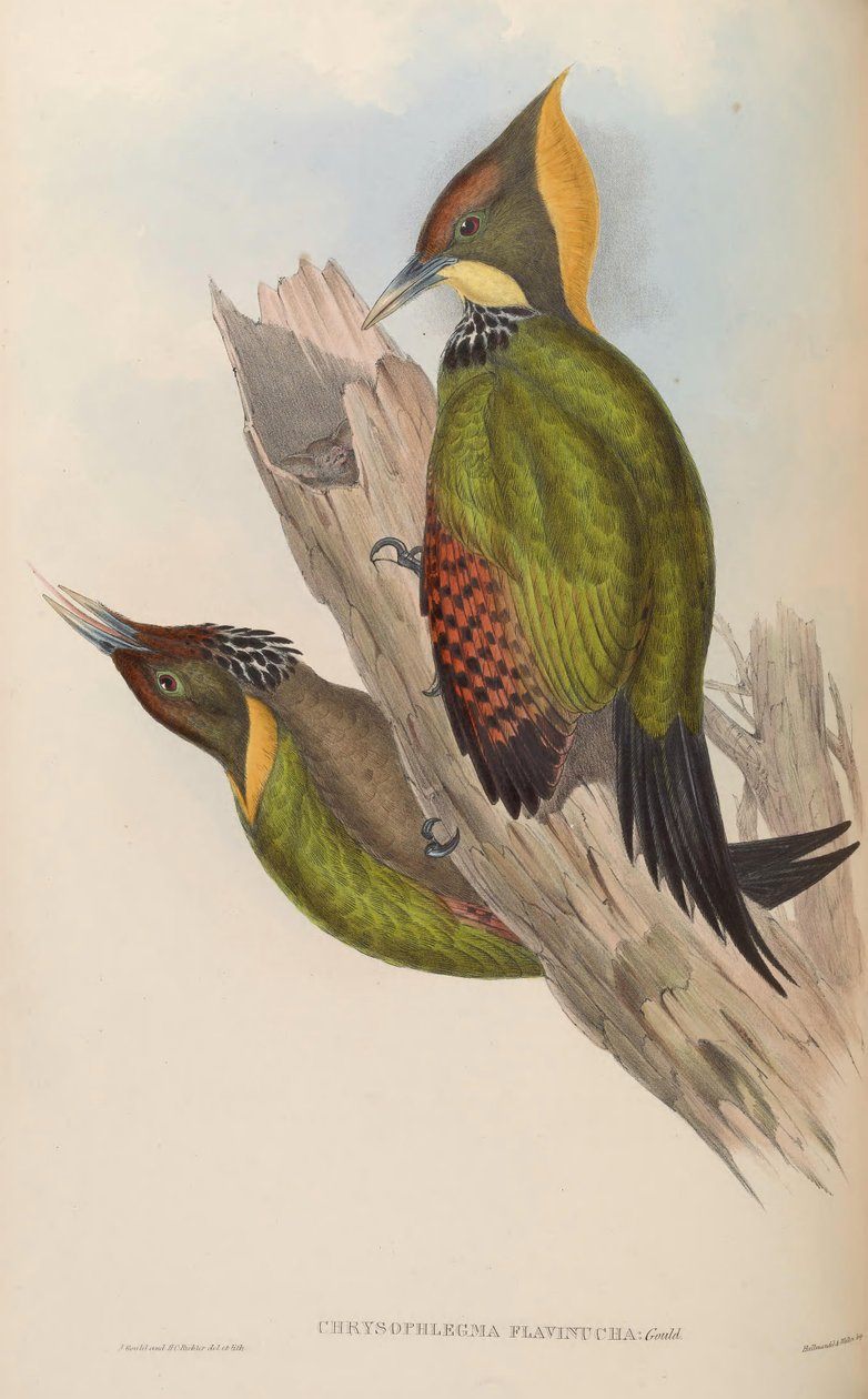 Chrysophlegma flavinucha = Picus flavinucha autorstwa John Gould