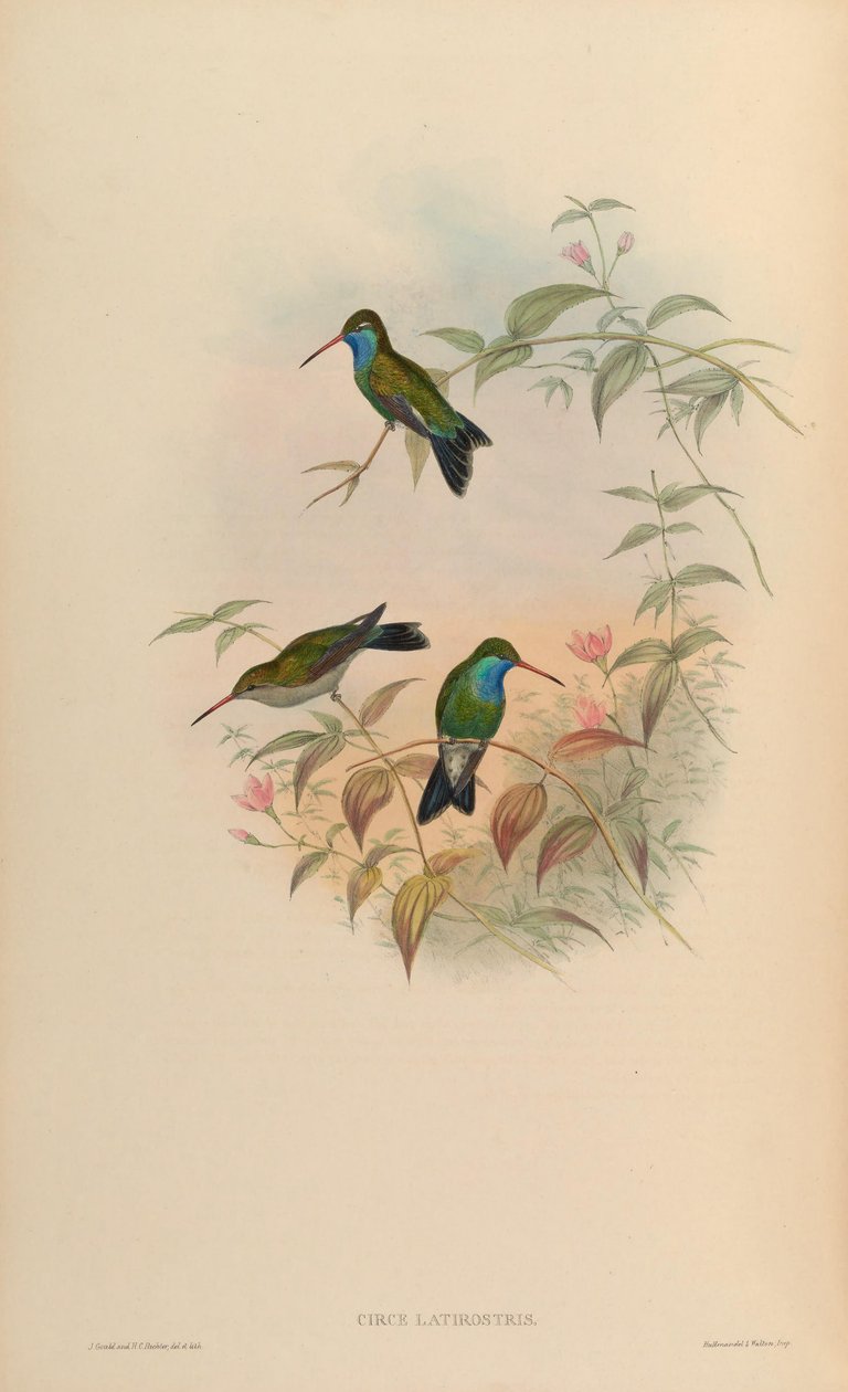 Circe latirostris = Cynanthus latirostris autorstwa John Gould