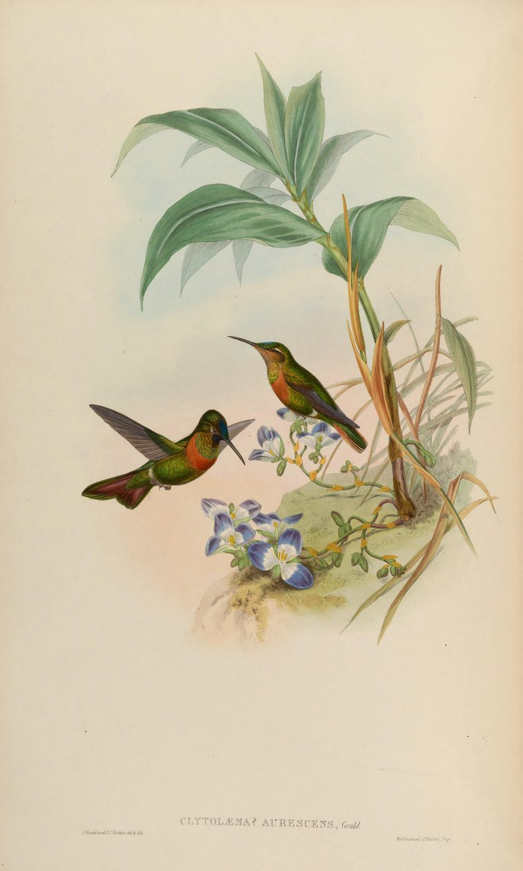Clytolaema aurescens = Polyplancta aurescens autorstwa John Gould
