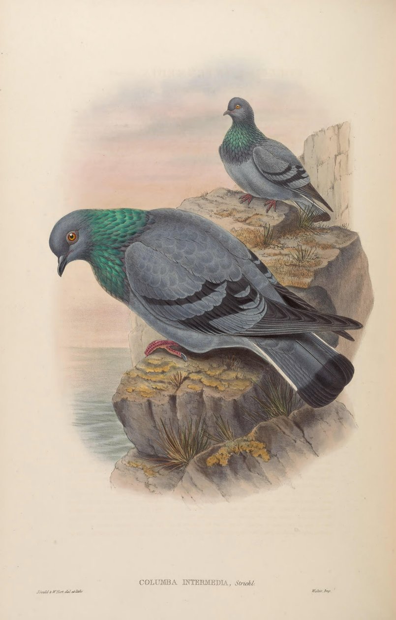 Columba intermedia = Columba livia intermedia autorstwa John Gould