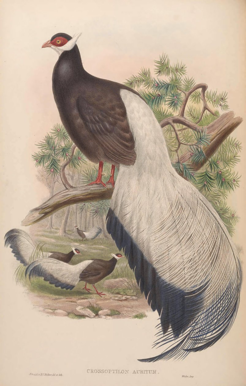 Crossoptilon auritum autorstwa John Gould