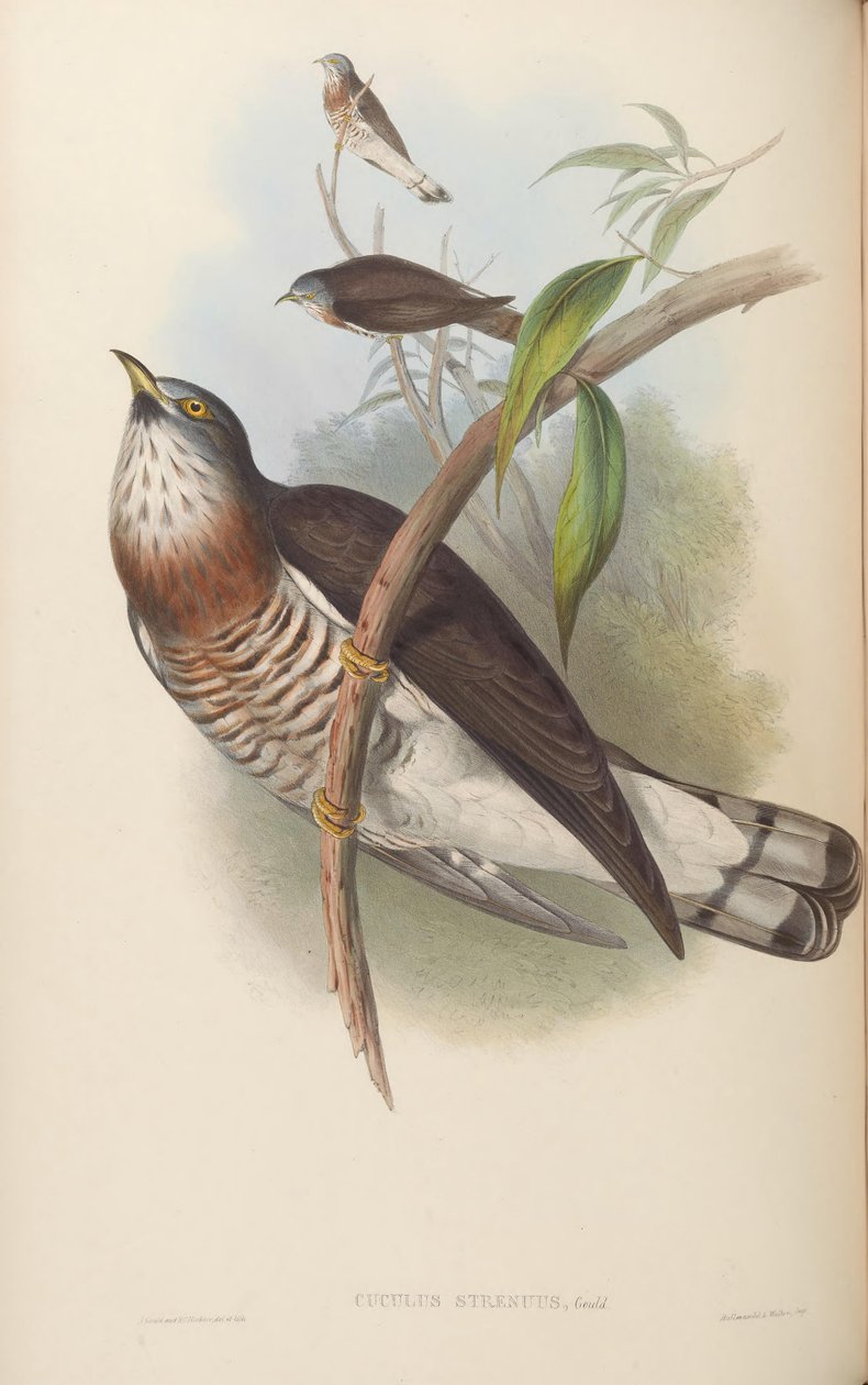 Cuculus energiczny = Hierococcyx sparverioides autorstwa John Gould