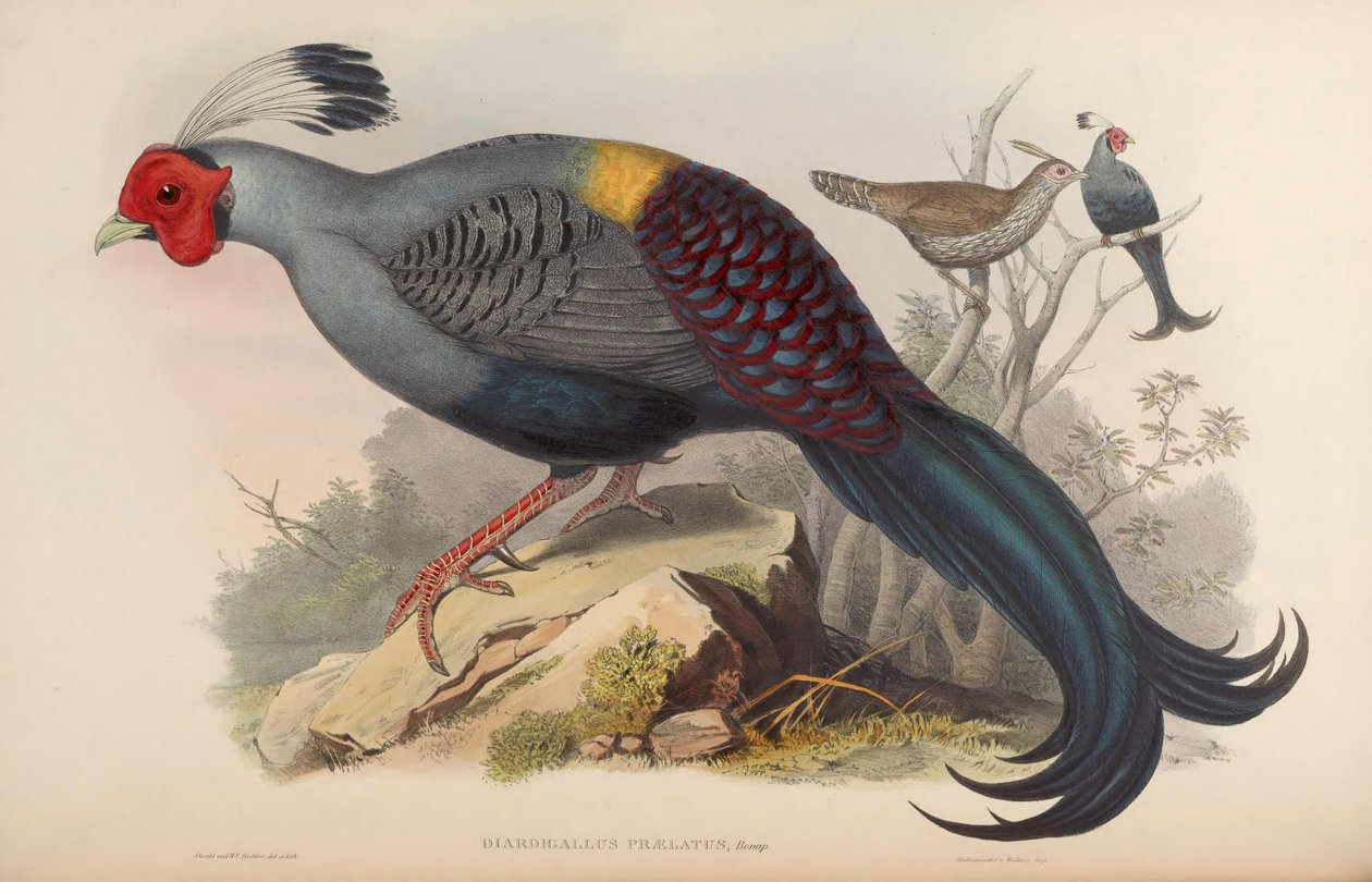 prałat Diardigallus = Lophura diardi [2] autorstwa John Gould