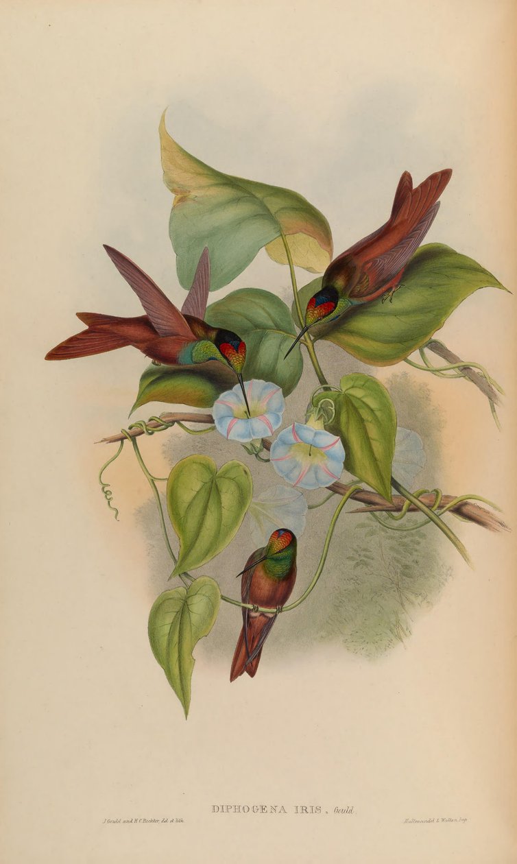 Diphogena irys autorstwa John Gould