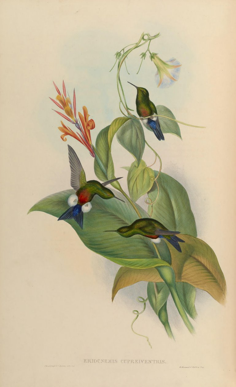 Eriocnemis cupreoventris autorstwa John Gould