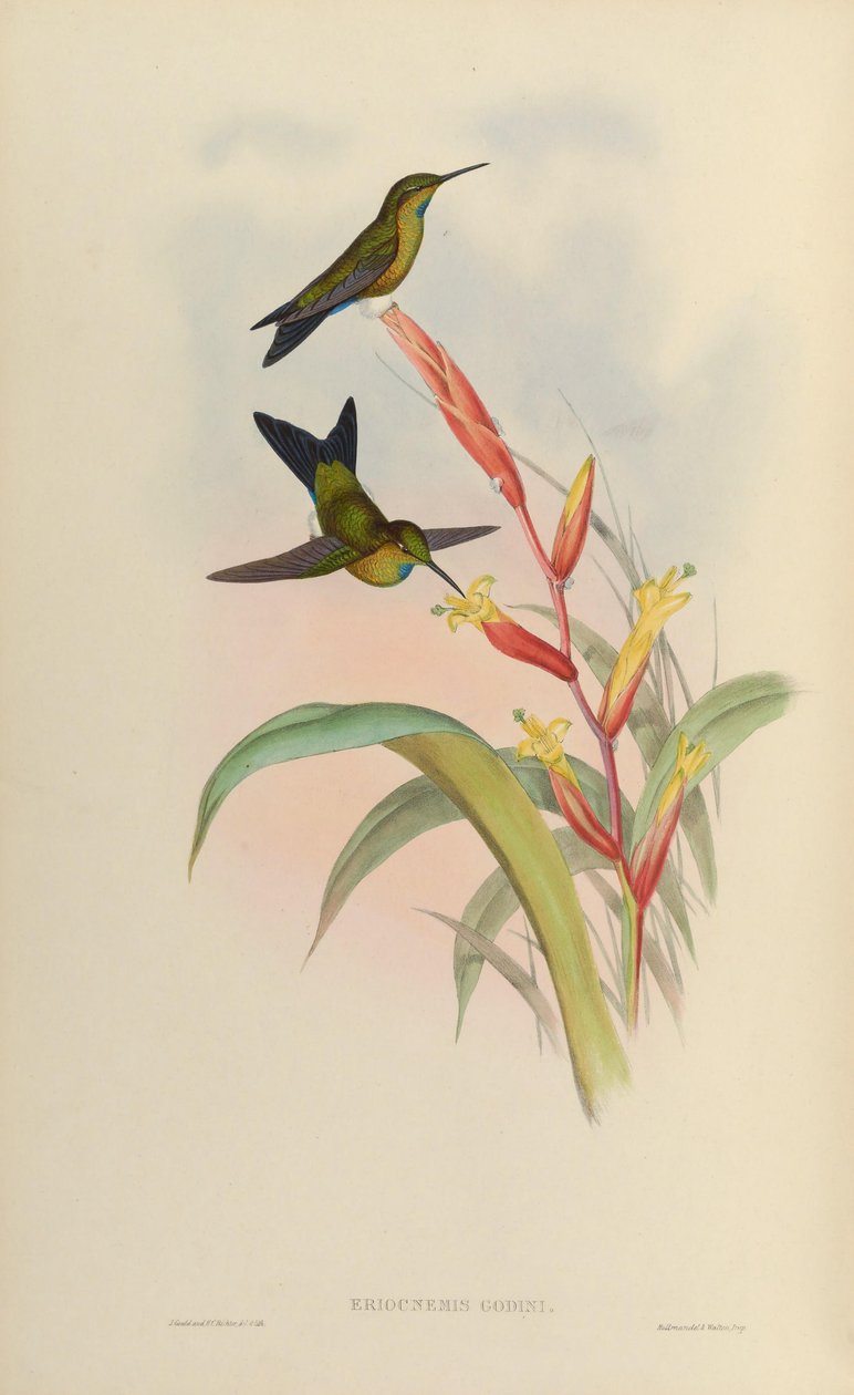 Eriotsnemis lat autorstwa John Gould