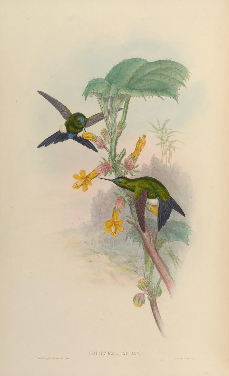 Eriocnemis luciani autorstwa John Gould
