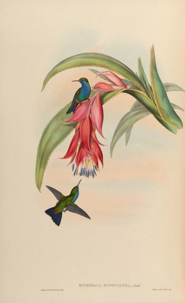 Eucephala hypocyanea = nieprawidłowy Chlorostilbon notata lub (C. notata X Hylocharis cyanus) autorstwa John Gould