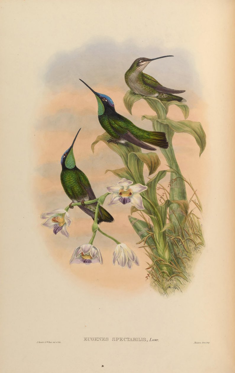 Eugenes spectabilis = Eugene spectabilis autorstwa John Gould