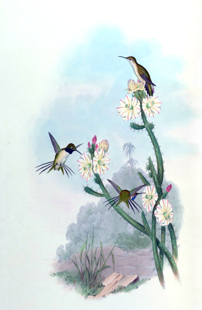 Eulidia yarrellii = Syn autorstwa John Gould