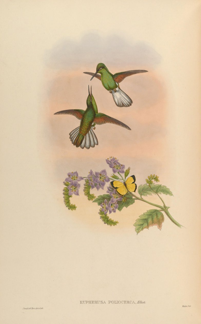 Eupherusa poliocerca autorstwa John Gould