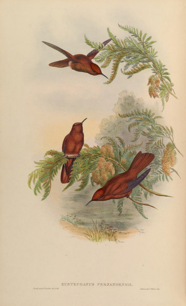 Eustephanus fernandensis = Sephanoides fernandensis autorstwa John Gould