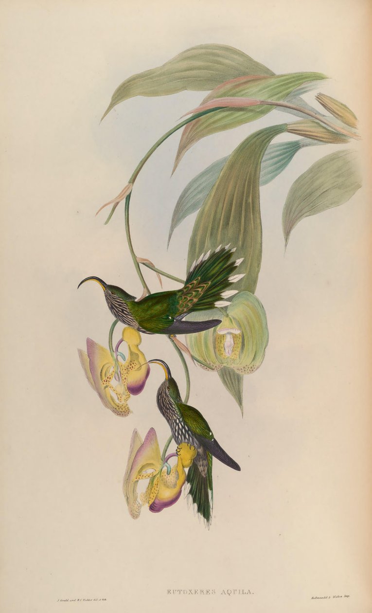 Orzeł Eutoxeres autorstwa John Gould