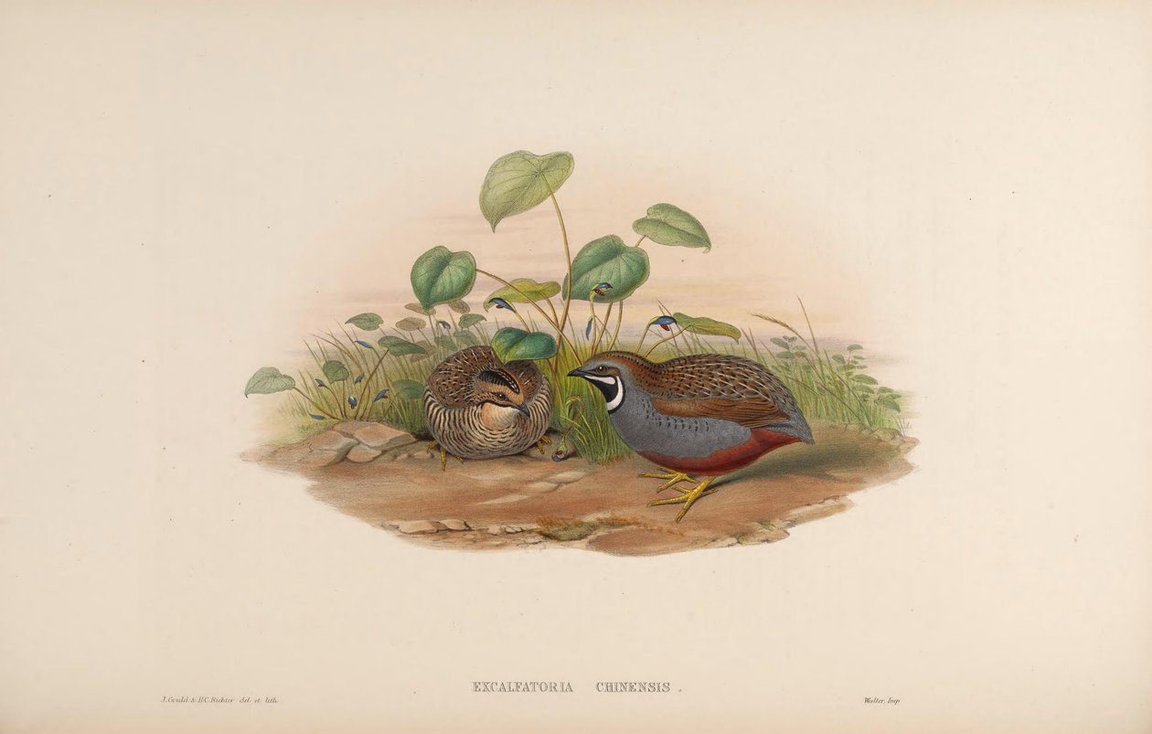 Excalfactoria chinensis autorstwa John Gould