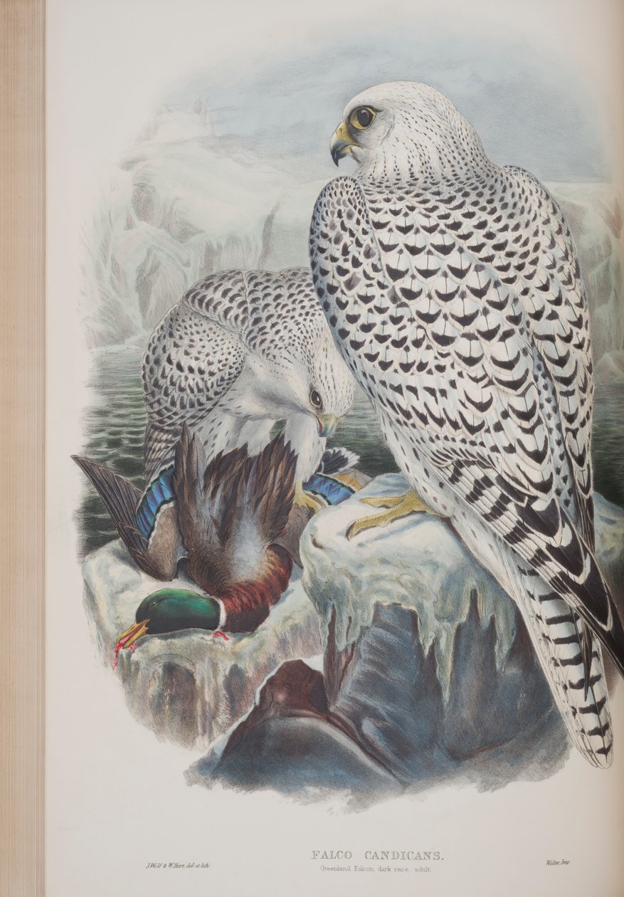 Falco Candicans, płyta z The Birds of Great Britain autorstwa Johna Goulda, wydana w latach 1862-73 (litografia ręcznie kolorowana) autorstwa John Gould
