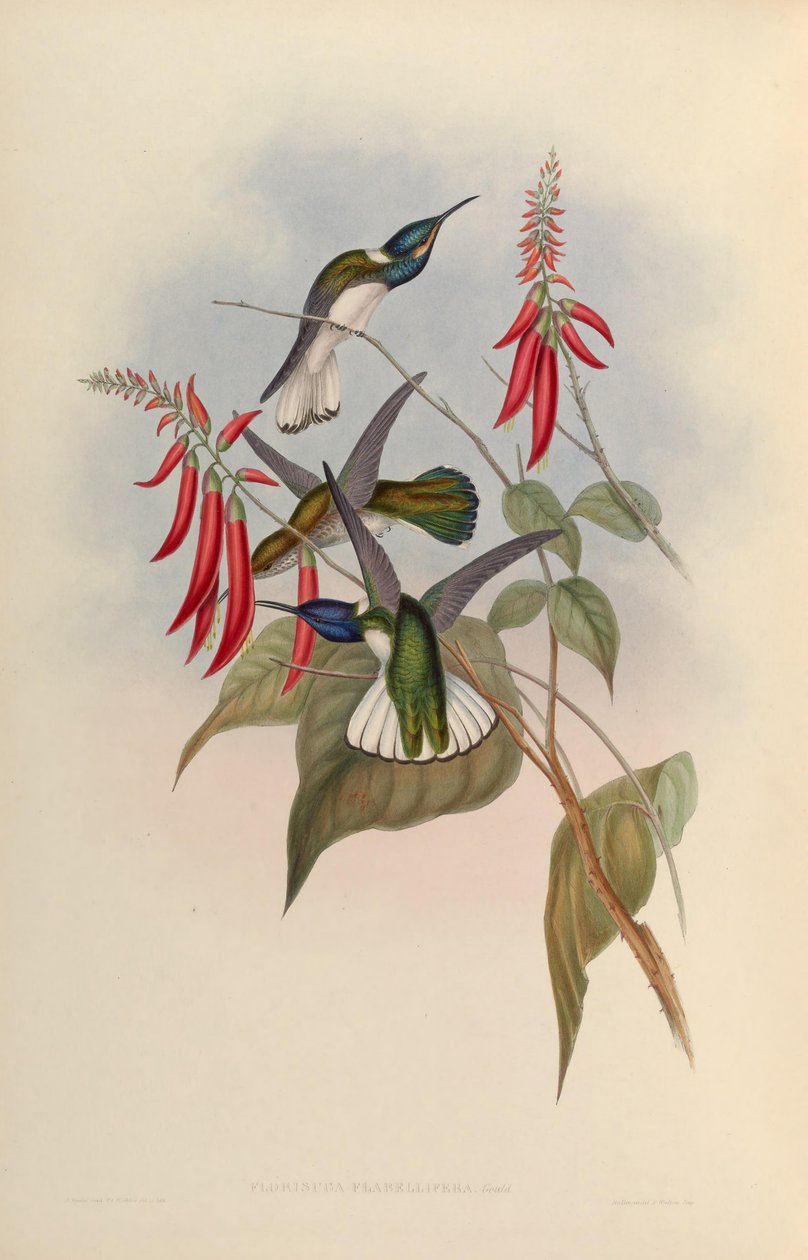 Florisuga flabellifera = Florisuga mellivora autorstwa John Gould