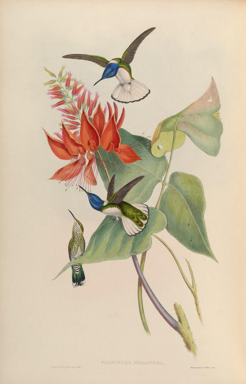 Florisuga mellivora autorstwa John Gould