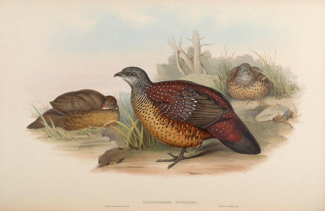 Galloperdix lunulata autorstwa John Gould