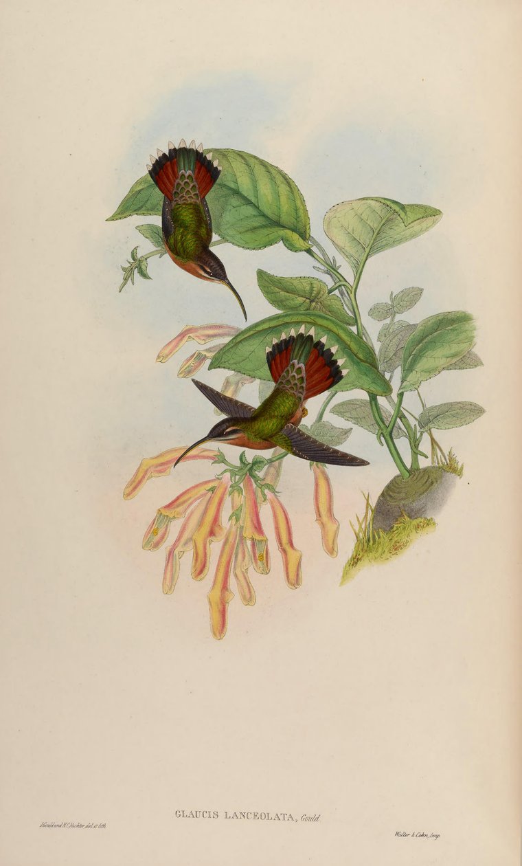 Glaucis lancetowata autorstwa John Gould
