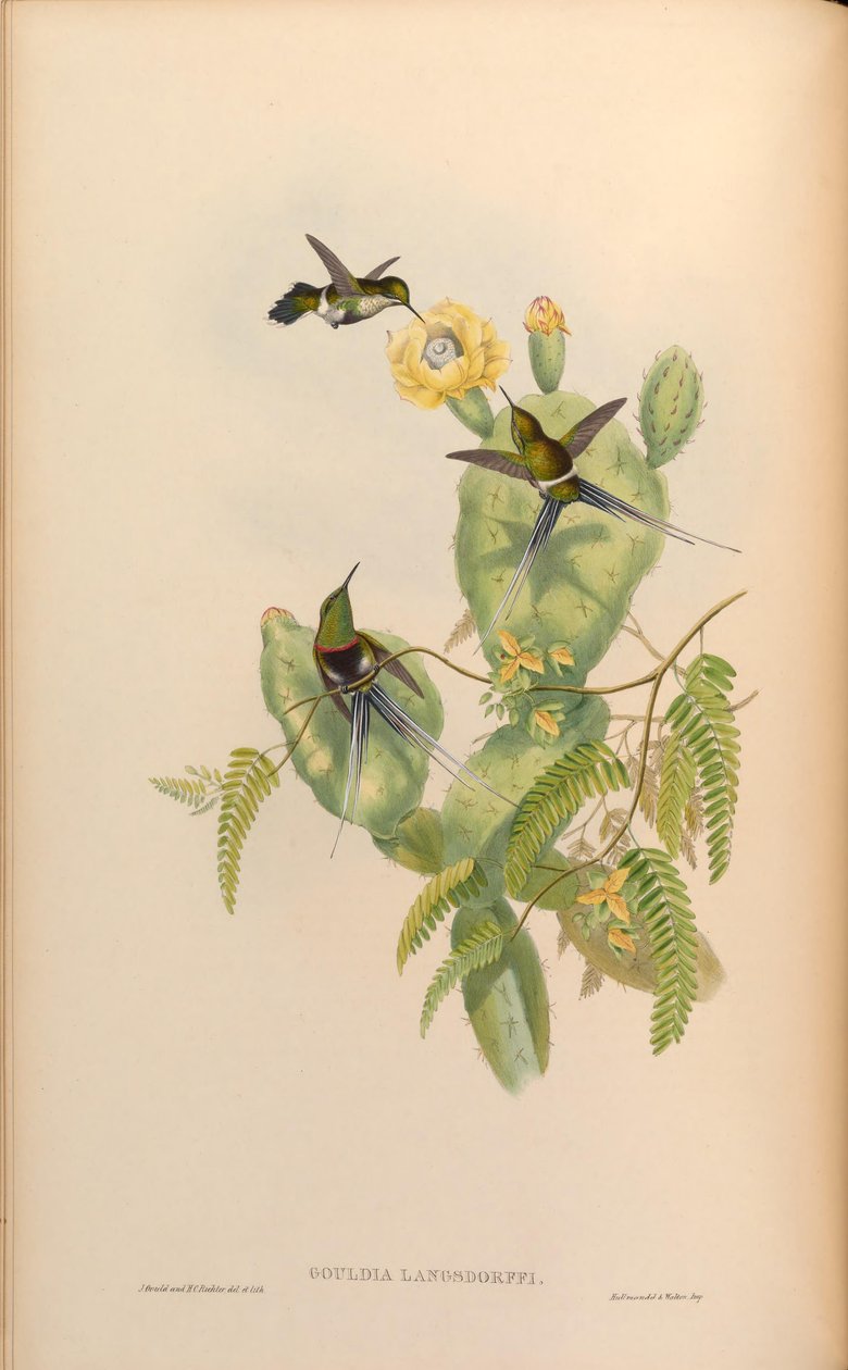 Gouldia langsdorffi = Discosura langsdorffi langsdorffi autorstwa John Gould