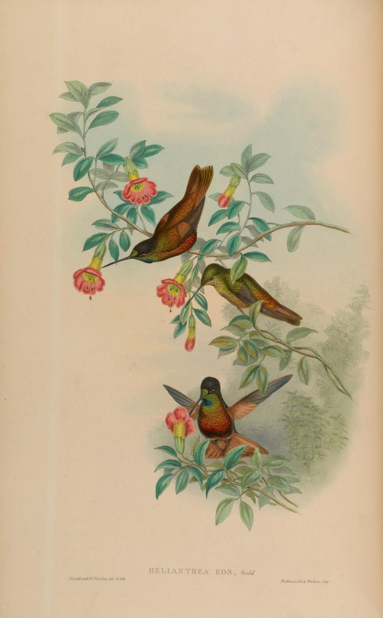 Helianthea eos = Coeligena bonapartei eos (MKOl 3.2) autorstwa John Gould