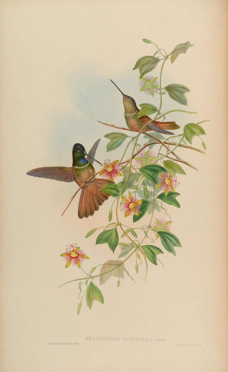 Helianthea violifera = Coeligena violifer autorstwa John Gould