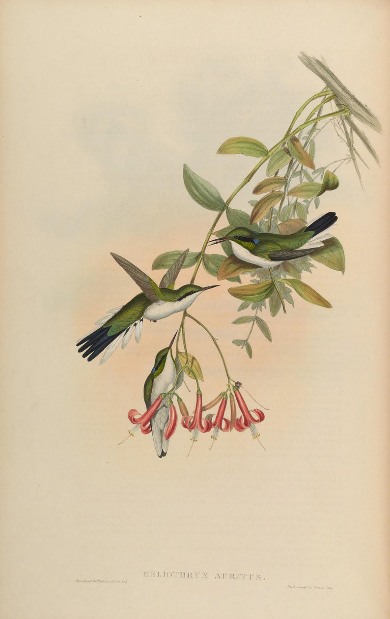 Heliothryx auritus autorstwa John Gould