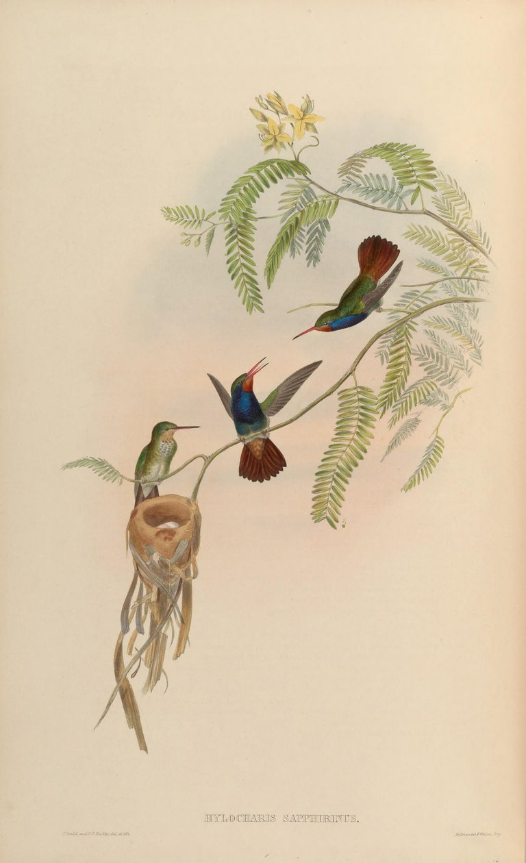 Hylocharis szafirina autorstwa John Gould
