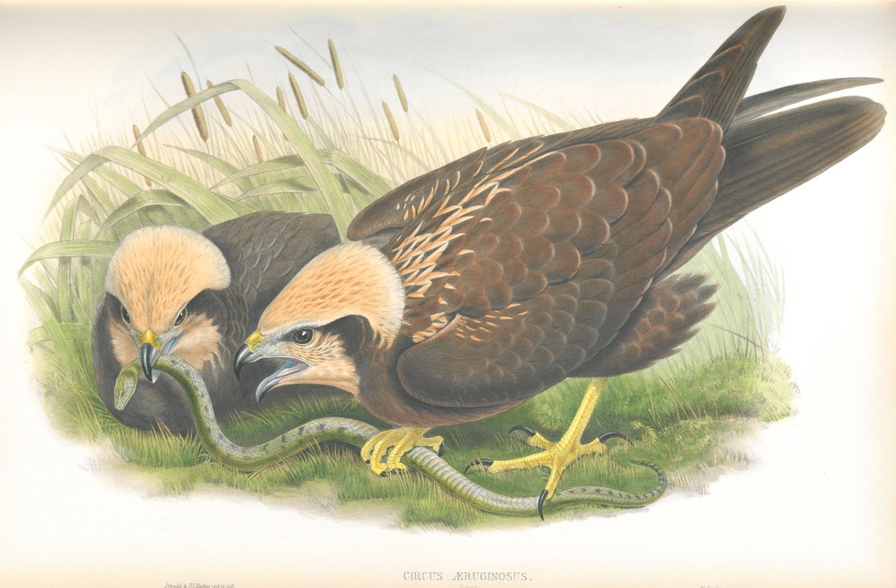 Ilustracja Circus Aeruginosus (Błotniak Bagienny), rysunek Johna Goulda, z publikacji The Birds of Great Britain autorstwa John Gould