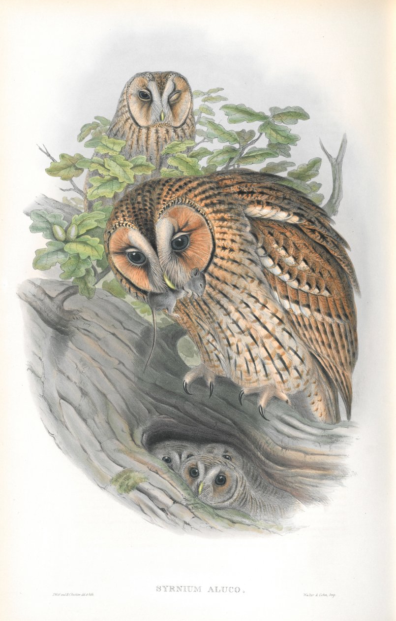 Ilustracja Syrnium Aluco autorstwa John Gould